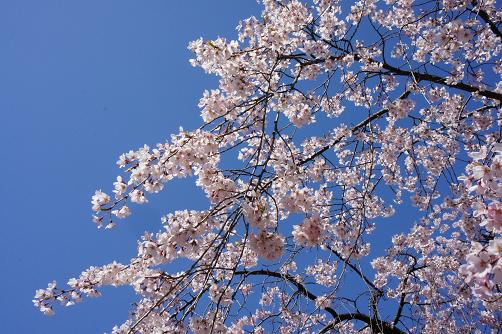 満開の枝垂れ桜@小石川後楽園_b0112909_23231728.jpg