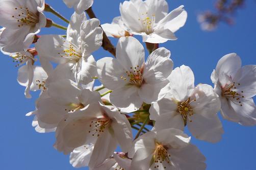 満開の枝垂れ桜@小石川後楽園_b0112909_23264572.jpg