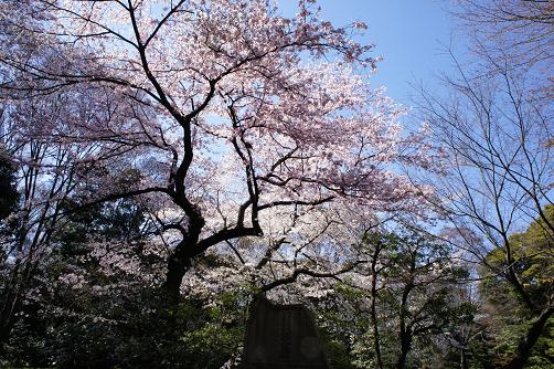 満開の枝垂れ桜@小石川後楽園_b0112909_23385612.jpg