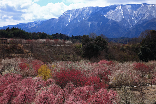 いなべ市農業公園の梅_f0181310_19465853.jpg