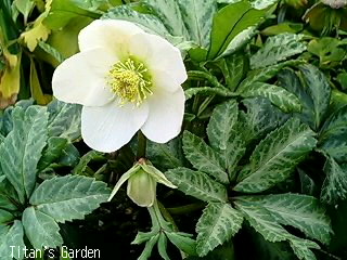 Helleborus niger （Marble-leaf）_b0099813_0123623.jpg