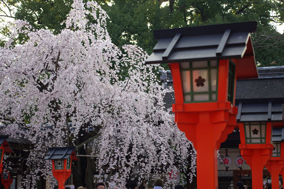 平野神社　─ 魁 ─_c0010113_2118232.jpg