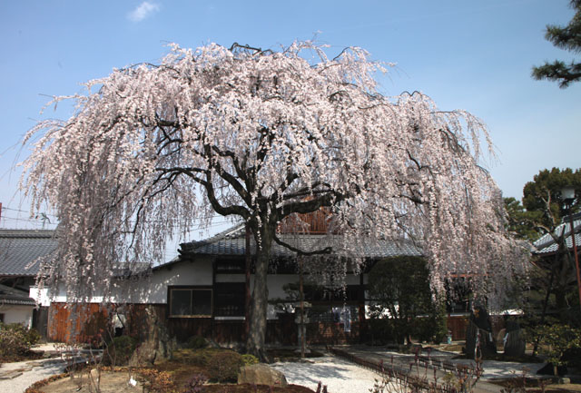 京の花だより 本満寺_e0048413_2143432.jpg
