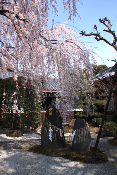 京の花だより 本満寺_e0048413_2143566.jpg