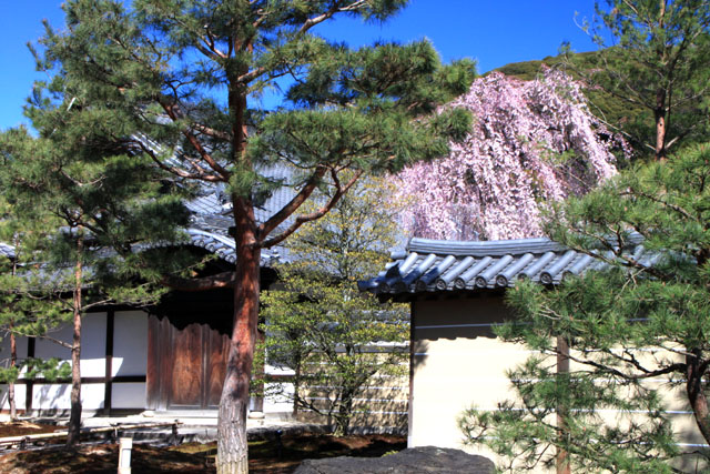 京の花だより 高台寺 募金_e0048413_22201772.jpg