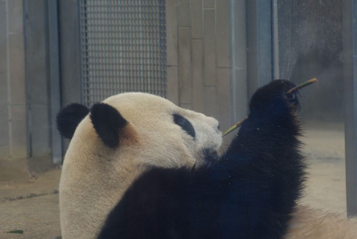 上野にパンダがやってきた！_e0022614_2257512.jpg
