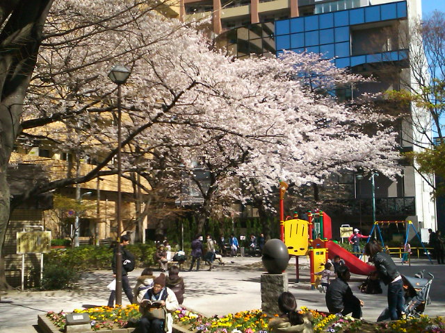 桜_f0051814_14102262.jpg