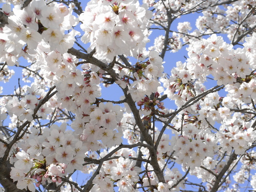 桜、咲く_f0232515_151816.jpg