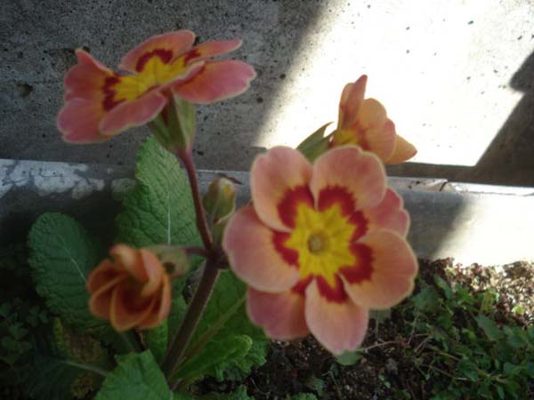 e0110719_10422857.jpg