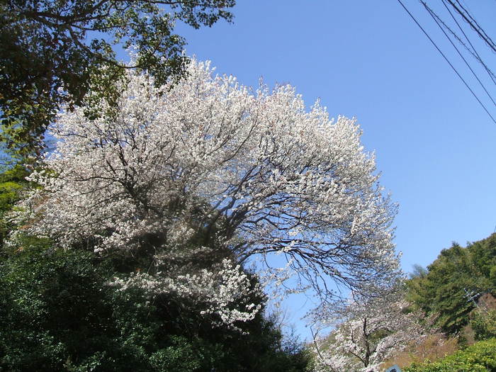 桜　_f0192820_20263416.jpg