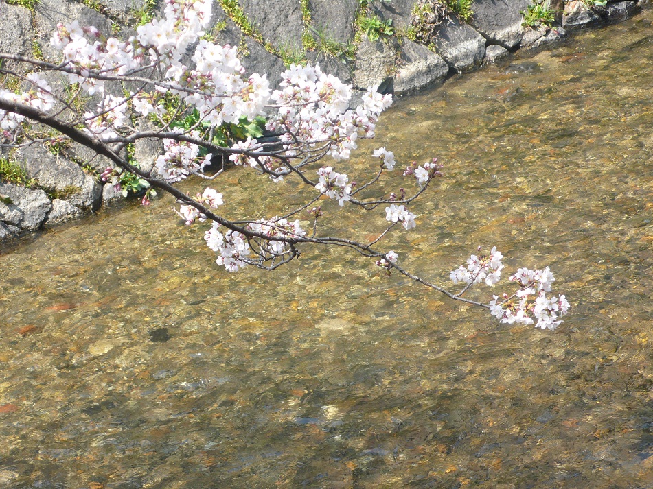 京都～桜と能楽鑑賞～_a0187426_20115598.jpg