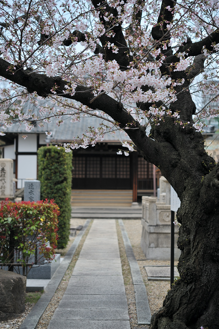 Cherry tree blooms #1_c0126428_22321610.jpg