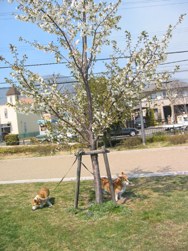 e0077528_1940365.jpg