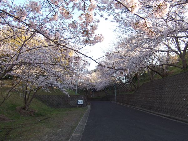 松島桜坂 桜は満開ですね 故郷の島の独り言