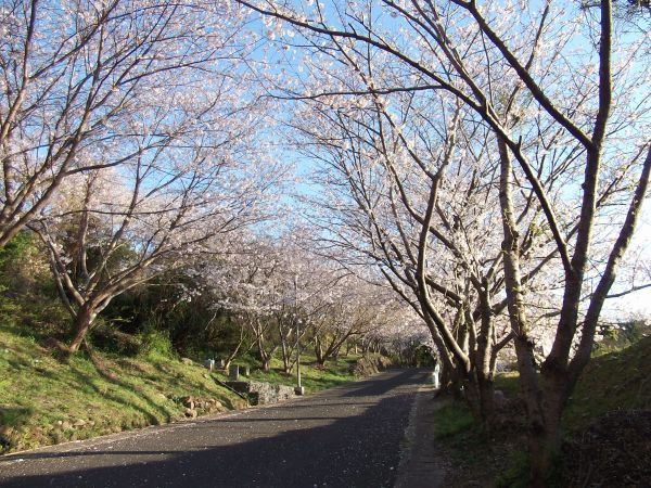 松島桜坂 桜は満開ですね 故郷の島の独り言