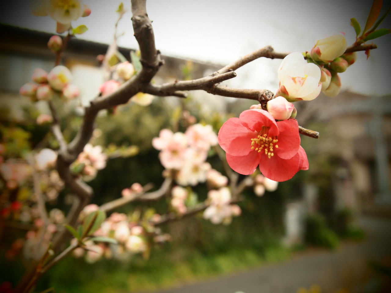 春の花_d0181330_92436.jpg