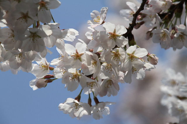 飛鳥山公園の桜_e0064133_23225025.jpg