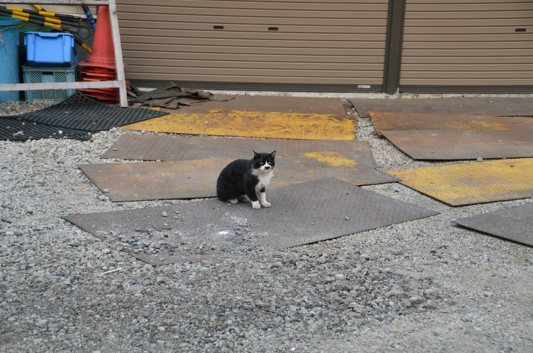 先週の猫ちゃん　by himawari_b0142435_8493586.jpg