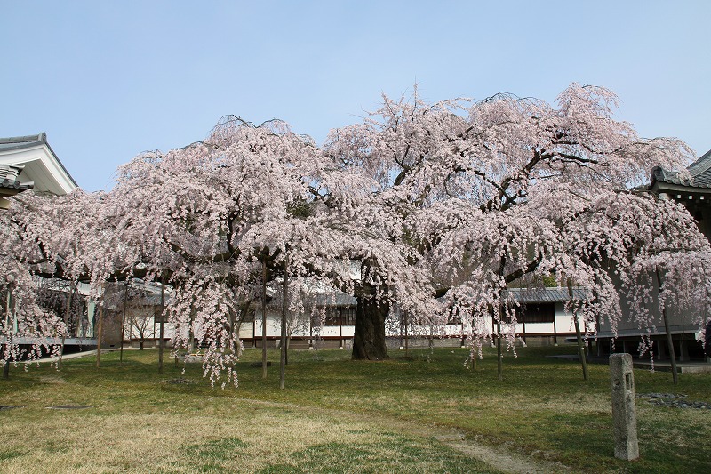 日本のさくら旅京都_c0115938_22554416.jpg