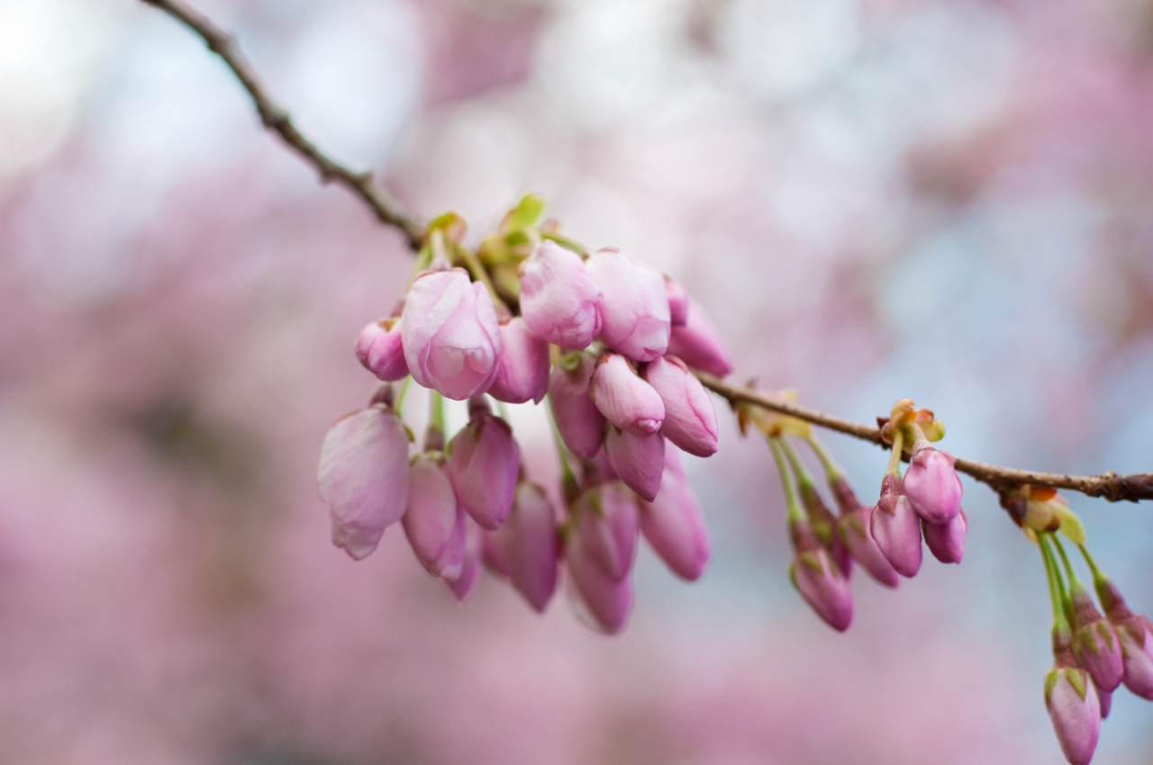 桜@新宿御苑。その２_a0166542_9204892.jpg