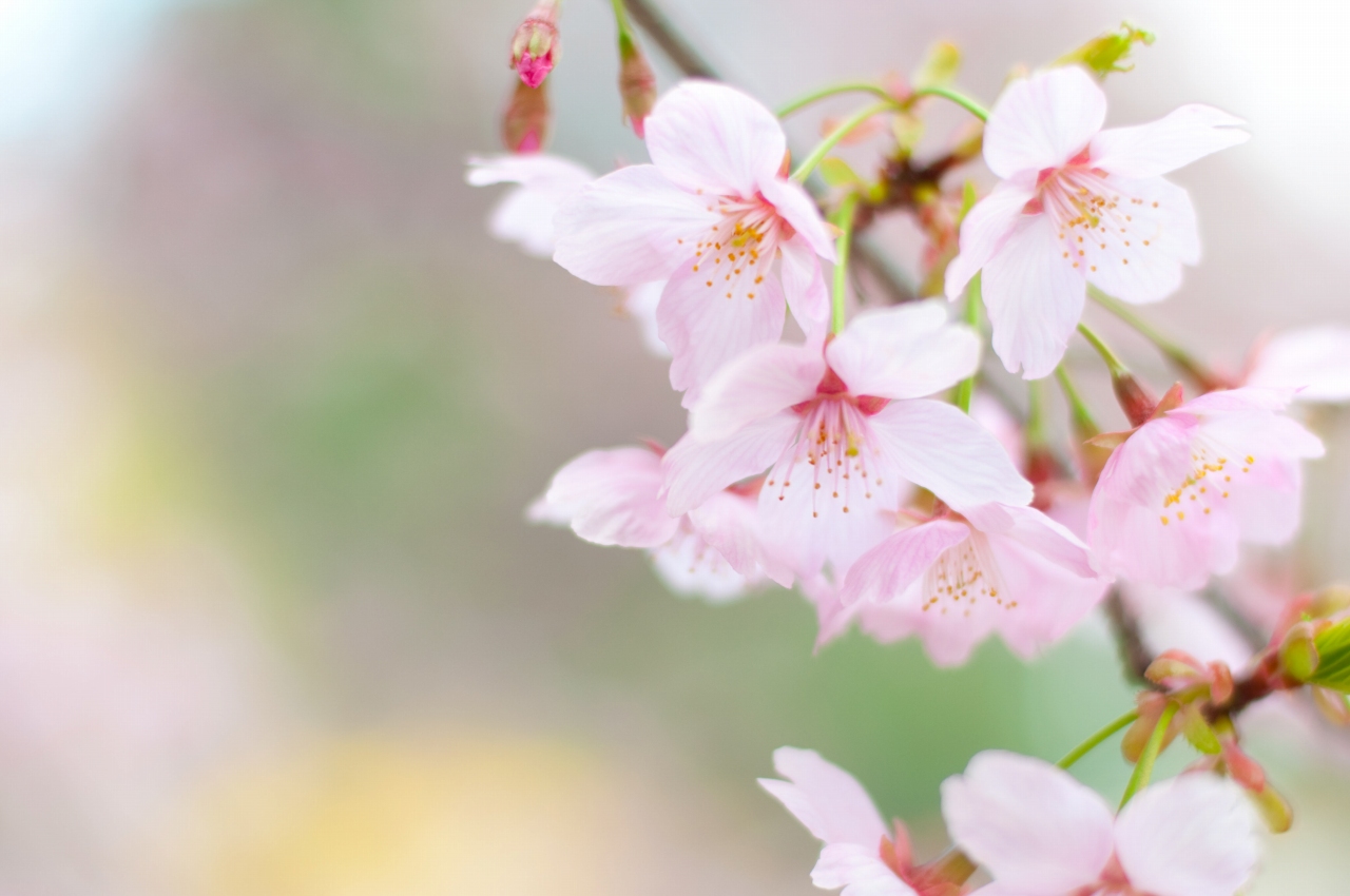 桜@新宿御苑。その２_a0166542_9204936.jpg