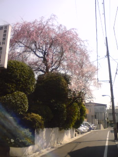 近所の桜_d0081344_9185652.jpg