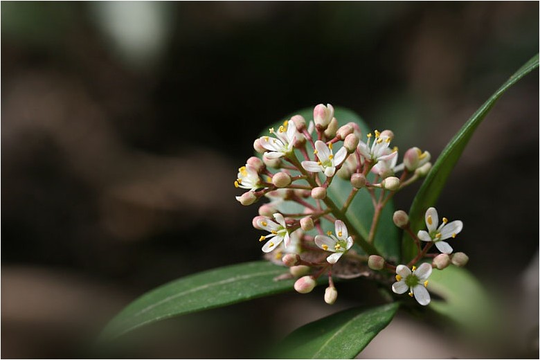 葦毛湿原に咲く花_e0091347_23301121.jpg