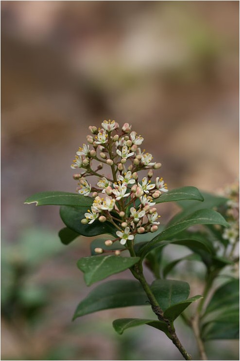 葦毛湿原に咲く花_e0091347_2330417.jpg