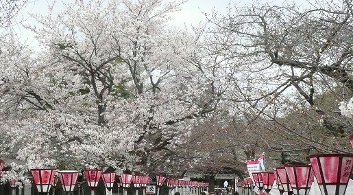 三嶋大社の桜_c0087349_14465414.jpg