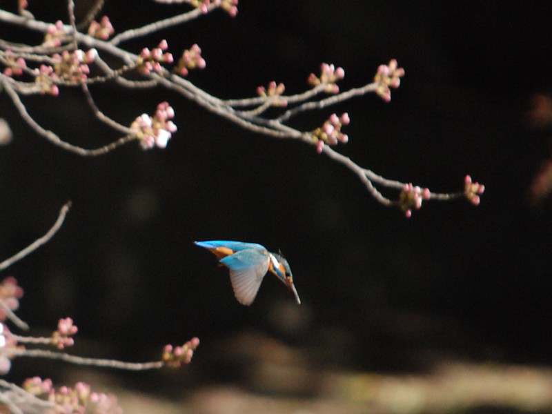 カワ桜_d0135349_1724331.jpg