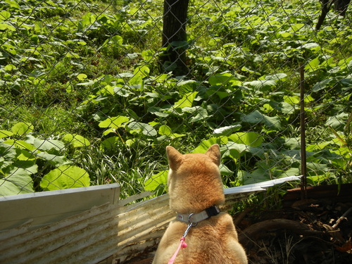 2011年4月4日(月)田舎道は刺激的!_f0060461_1948324.jpg