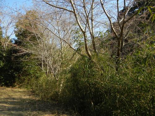 2011年4月4日(月)田舎道は刺激的!_f0060461_2004824.jpg