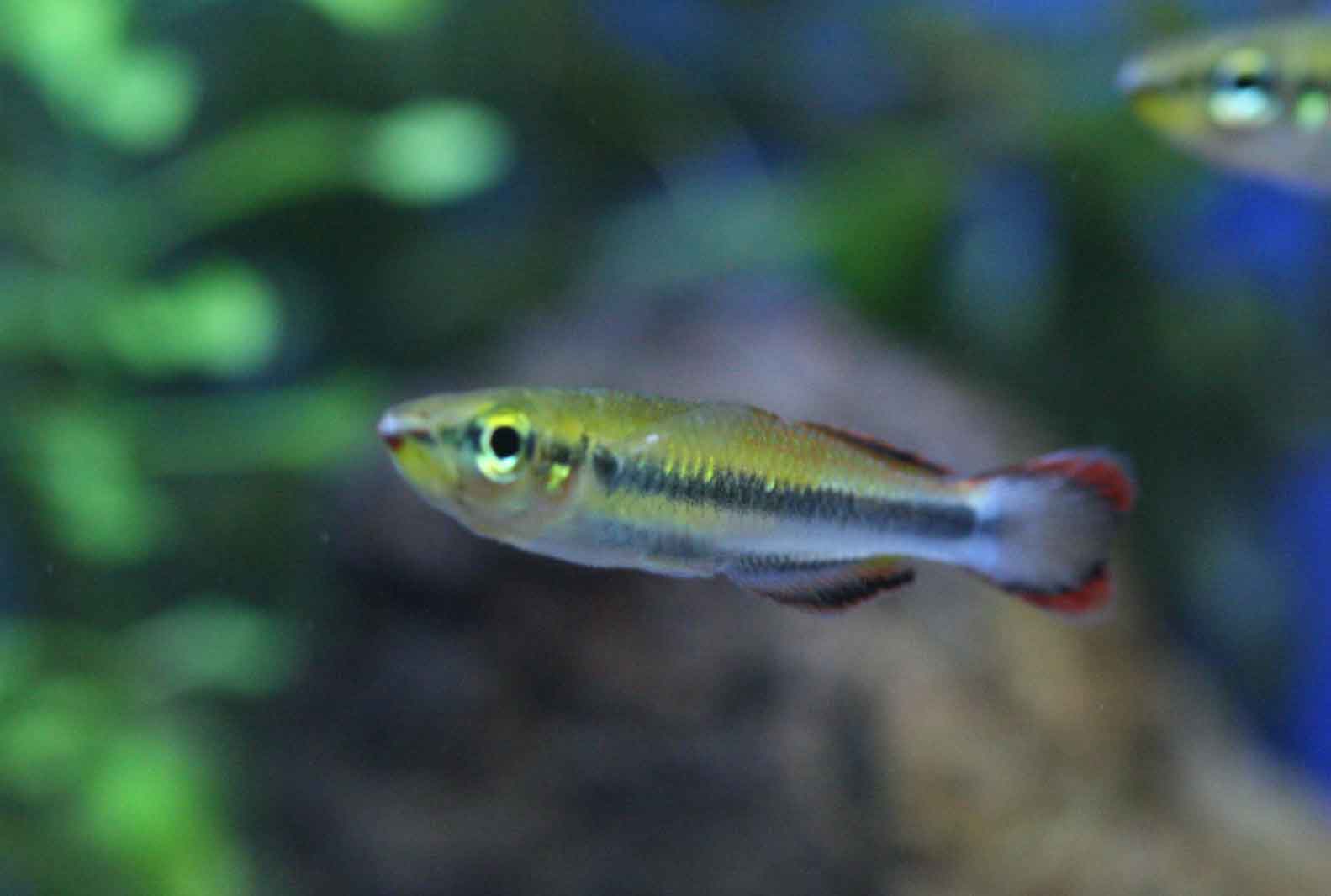 ビーボックスアクアリウム松戸店 熱帯魚 水草情報 ビーボックスアクアリウム松戸店 熱帯魚 水草情報