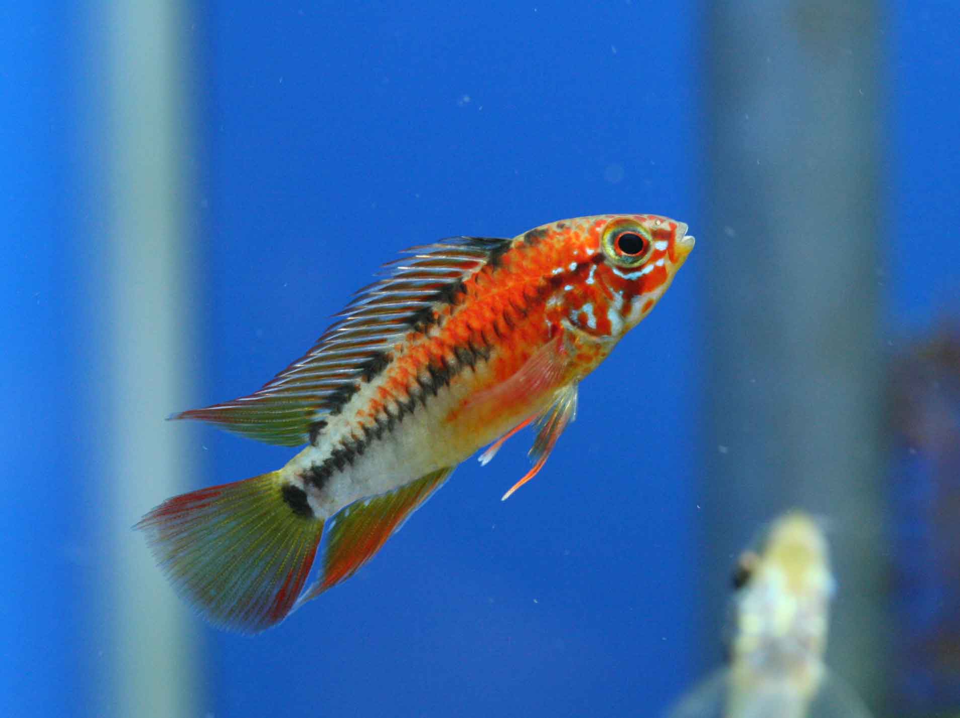 ビーボックスアクアリウム松戸店 熱帯魚 水草情報 ビーボックスアクアリウム松戸店 熱帯魚 水草情報