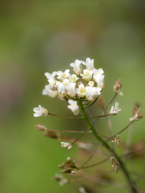 ナズナ花束_e0097970_1018948.jpg