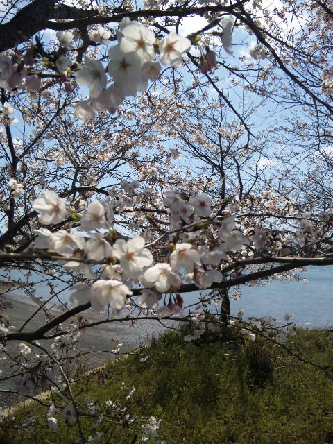マリン桜_a0077071_18183089.jpg