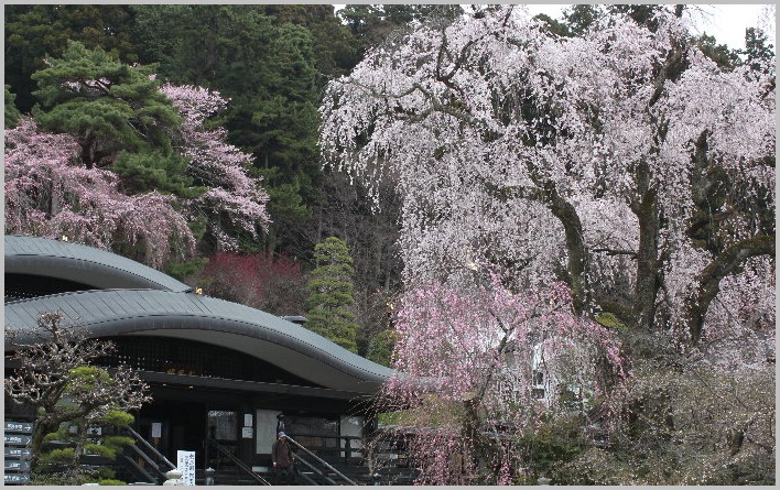 　☆　身延山久遠寺の枝垂桜　☆　_f0181173_002712.jpg