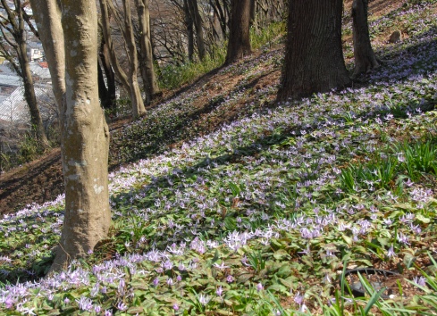 趣味の写真・・・カタクリの花　　　足助町_b0105374_7104327.jpg