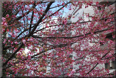 桜　２０１１　＠永代橋_e0099375_0412299.jpg