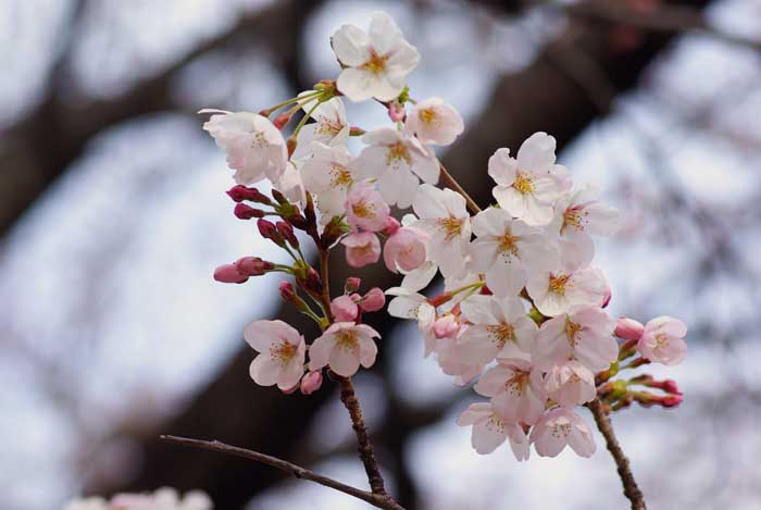 石神井川の桜（東京都板橋区加賀城跡）_a0196876_216321.jpg