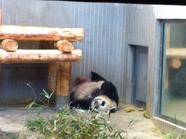 上野動物園のパンダは今日がお勧めです_b0206085_11501267.jpg