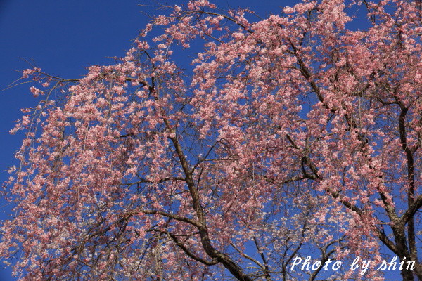 身延の桜_b0189486_21325885.jpg