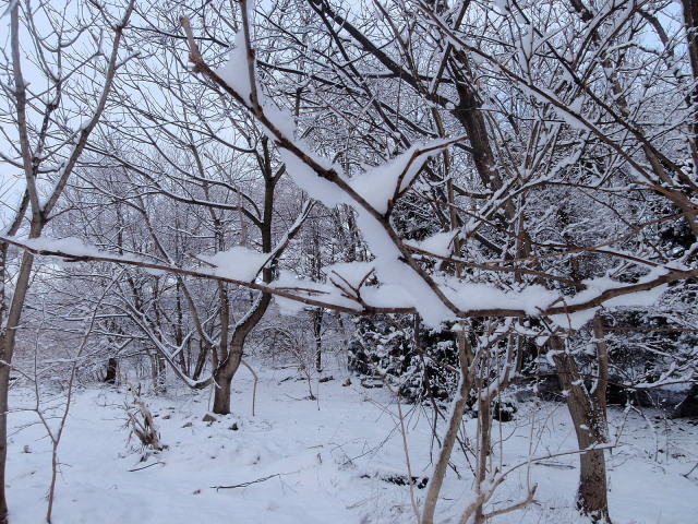 春雪に風冷たしや春いずこ_a0007388_865537.jpg