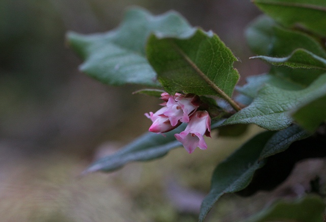 鈴鹿山麓の野草_f0000789_17391142.jpg