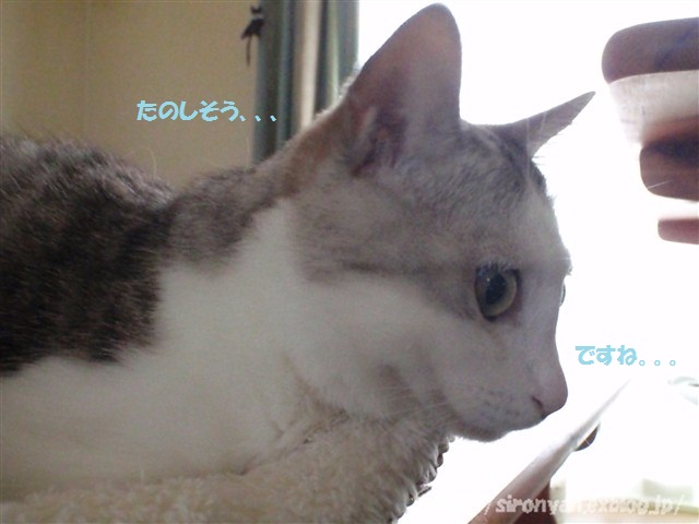 a0159490_14381154.jpg