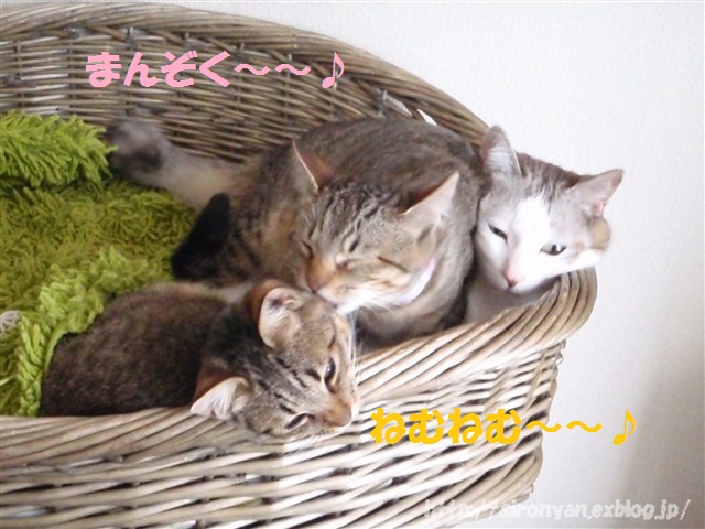 a0159490_1605038.jpg