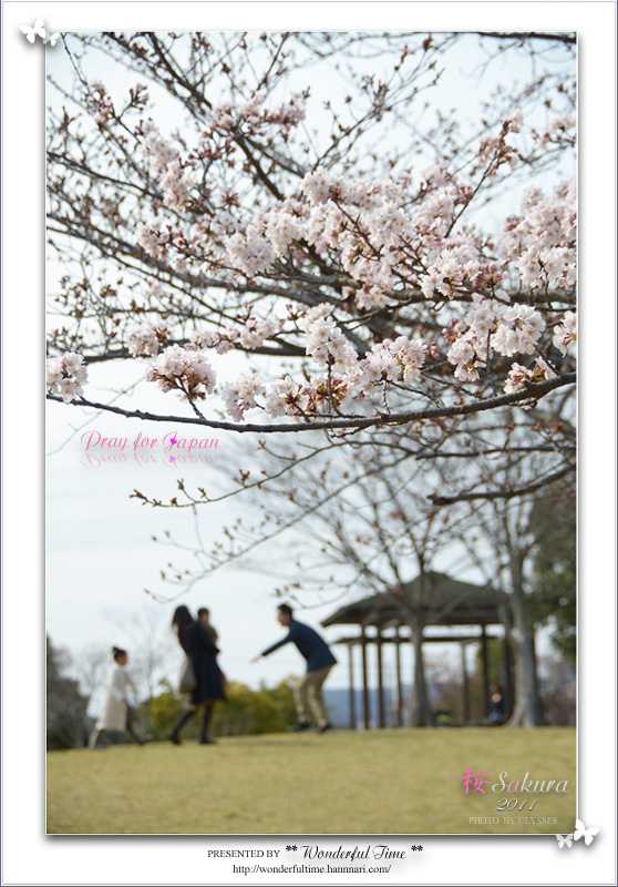 『 prayforjapan 』  ** 桜 Sakura Saku　・・・ ** _a0108795_024595.jpg