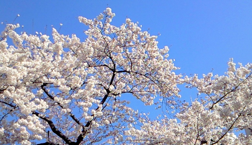 桜、サクラ、さくら〜..._b0041903_23392882.jpg