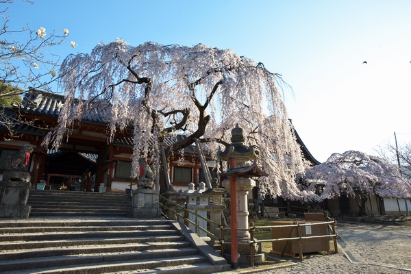 朝から氷室神社_c0043403_22223269.jpg