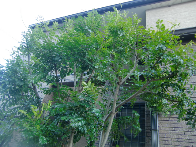 シマトネリコの切り方 ケーキ教室 シマトネリコの家